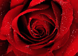 Liebeskrimis/Biografie